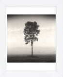 Tree, Study #1  (Framed) -  Andrew Ren - McGaw Graphics