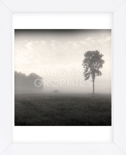 Tree, Study #2 (Framed) | McGaw Graphics