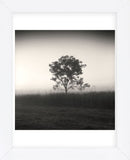 Tree, Study #3  (Framed) -  Andrew Ren - McGaw Graphics