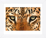 Leopard Eyes Painting (Framed) -  Sarah Stribbling - McGaw Graphics