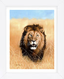 African Savannah Lion (Framed) -  Sarah Stribbling - McGaw Graphics