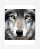 Grey Wolf Portrait (Framed) -  Sarah Stribbling - McGaw Graphics