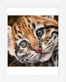 Ocelot Kitten (Framed) -  Sarah Stribbling - McGaw Graphics