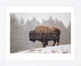 Bison in Snow (Framed) -  Jason Savage - McGaw Graphics