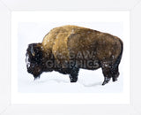 Winter Bison (Framed) -  Jason Savage - McGaw Graphics