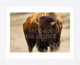 Montana Bison (Framed) -  Jason Savage - McGaw Graphics