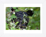 Glacier National Park Black Bear (Framed) -  Jason Savage - McGaw Graphics