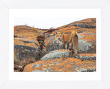 Churchill Red Fox (Framed) -  Jason Savage - McGaw Graphics