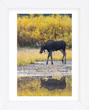 Fall Moose (Framed) -  Jason Savage - McGaw Graphics