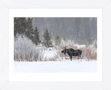 Yellowstone Moose (Framed) -  Jason Savage - McGaw Graphics