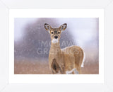 Winter White-tailed Deer (Framed) -  Jason Savage - McGaw Graphics