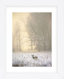White-tailed Deer in Fog (Framed) -  Jason Savage - McGaw Graphics
