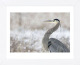 Great Blue Heron (Framed) -  Jason Savage - McGaw Graphics