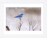 Yellowstone Bluebird (Framed) -  Jason Savage - McGaw Graphics