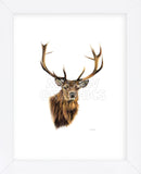 Stag White Background (Framed) -  Sarah Stribbling - McGaw Graphics