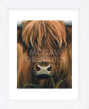 Cow Portrait (Framed) -  Sarah Stribbling - McGaw Graphics