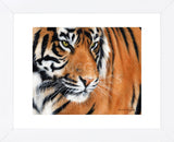 Tiger Crop (Framed) -  Sarah Stribbling - McGaw Graphics