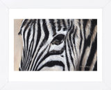 Zebra Eyes (Framed) -  Sarah Stribbling - McGaw Graphics