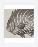 Vintage Fish II (Framed) -  Sparx Studio - McGaw Graphics