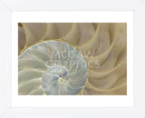 Soft Nautilus (Framed) -  Sparx Studio - McGaw Graphics