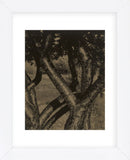 Dancing Trees, 1922 (Framed) -  Alfred Stieglitz - McGaw Graphics