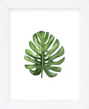 Monstera I (Framed) -  Ann Solo - McGaw Graphics