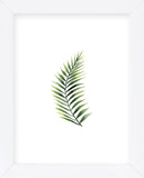 Palm Leaf II (Framed) -  Ann Solo - McGaw Graphics