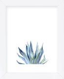 Agave II (Framed) -  Ann Solo - McGaw Graphics