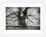 Portrait of a Tree, Study 3 (Framed) -  Marcin Stawiarz - McGaw Graphics