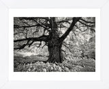 Portrait of a Tree, Study 10 (Framed) -  Marcin Stawiarz - McGaw Graphics