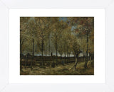 Poplars near Nuenen, 1885 (Framed) -  Vincent van Gogh - McGaw Graphics