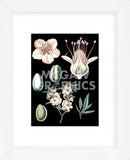 German Educational Plate: Prunus amygdalus (Framed) -  Vintage Reproduction - McGaw Graphics