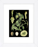 German Educational Plate: Vanilla plantifolia Andrews (Framed) -  Vintage Reproduction - McGaw Graphics