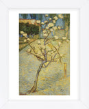 Small Pear Tree in Blossom, 1888 (Framed) -  Vincent van Gogh - McGaw Graphics