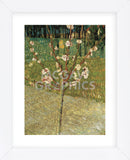 Almond Tree in Blossom, 1888 (Framed) -  Vincent van Gogh - McGaw Graphics