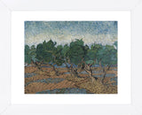 Olive Grove, 1889 (Framed) -  Vincent van Gogh - McGaw Graphics