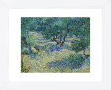 Olive Orchard, 1889 (Framed) -  Vincent van Gogh - McGaw Graphics