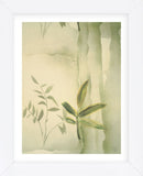Vizcaya Ferns II  (Framed) -  Muriel Verger - McGaw Graphics