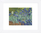 Irises in the Garden  (Framed) -  Vincent van Gogh - McGaw Graphics