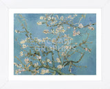 Almond Blossom, 1890 (Framed) -  Vincent van Gogh - McGaw Graphics