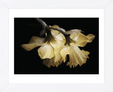 Sunning Daffodils (Framed) -  David Lorenz Winston - McGaw Graphics