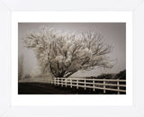 Frosted Tree & Fence (Framed) -  David Lorenz Winston - McGaw Graphics