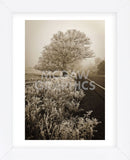 Frosted Oak & Road (Framed) -  David Lorenz Winston - McGaw Graphics