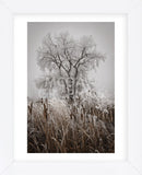 Cattails Teasel and Tree (Framed) -  David Lorenz Winston - McGaw Graphics