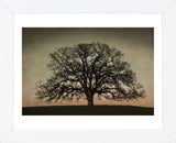 Majestic Oak (Framed) -  David Lorenz Winston - McGaw Graphics
