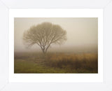 Tree in Field (Framed) -  David Lorenz Winston - McGaw Graphics