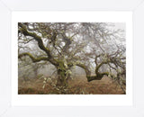 Mossy Oak (Framed) -  David Lorenz Winston - McGaw Graphics