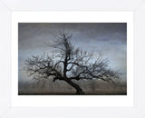 Farm House Tree (Framed) -  David Lorenz Winston - McGaw Graphics