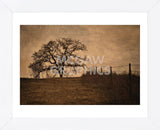 Tree and Fence II (Framed) -  David Lorenz Winston - McGaw Graphics