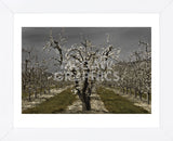 Pear Blossoms (Framed) -  David Lorenz Winston - McGaw Graphics